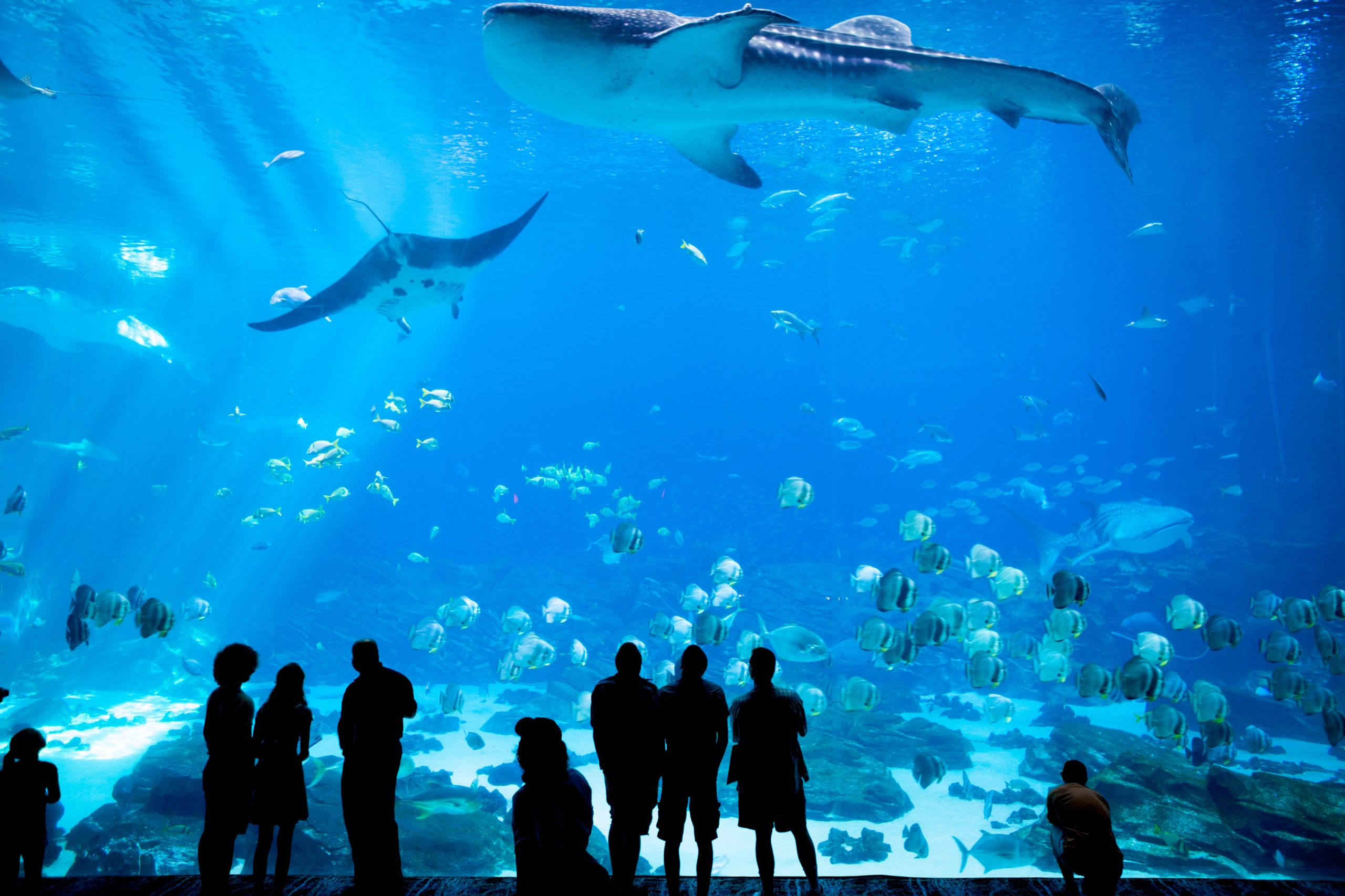 AdobeStock_129381886-scaled.jpeg